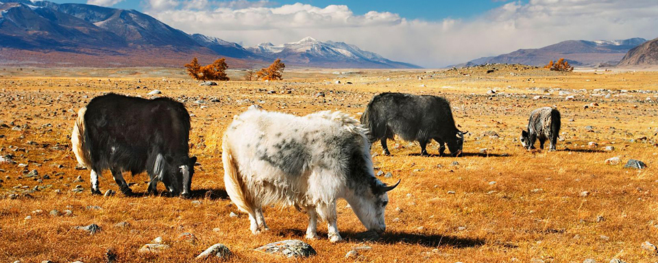 Pâturage yaks dans le désert mongol